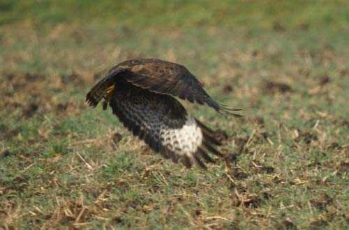 Falken Webcam Seitenansicht