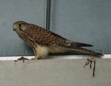 Falken Webcam Horsteingang