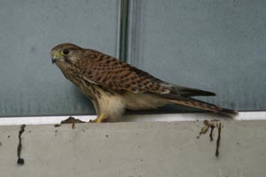 Webcam 3 Futter�bertgabe