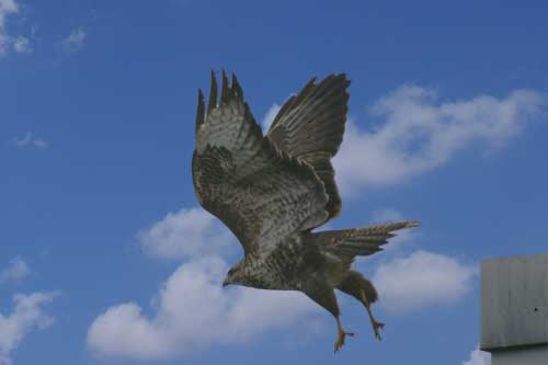 Falken Webcam 4 Anflug