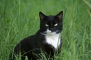 Gro�ansicht Katze auf einer Wiese