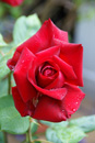 Gro�ansicht Rose